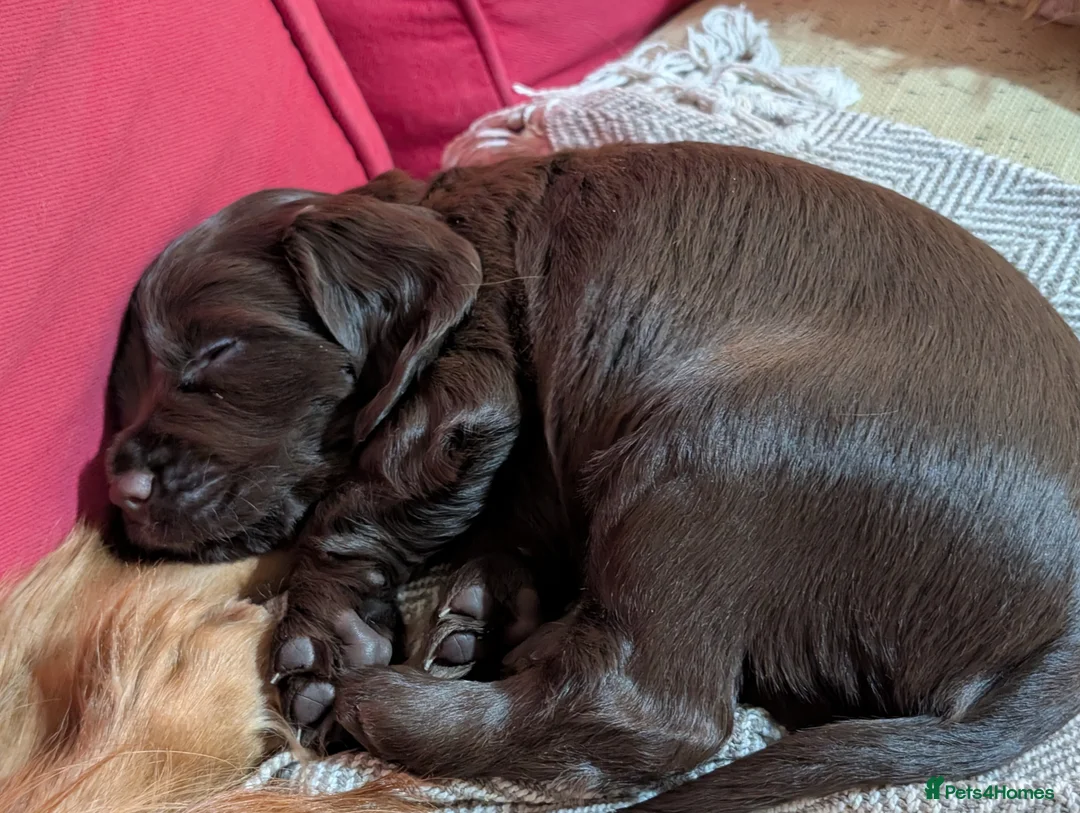 Cocker Spaniel dogs for sale: Adorable healthy Cocker Spaniel puppies - Advert 3