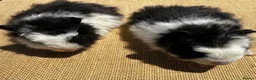 Mixed Breed rodents for sale: Pair of pet boys RTL  - Advert 2