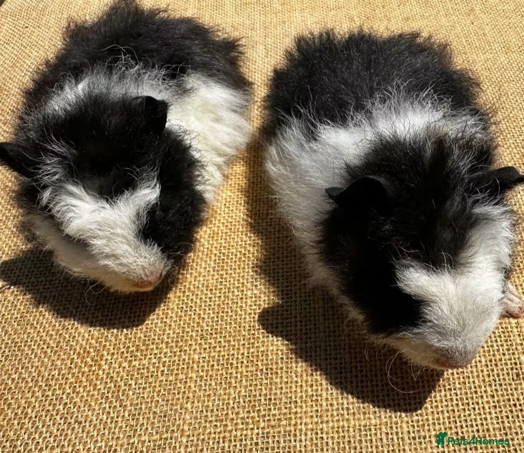 Mixed Breed rodents for sale: Pair of pet boys RTL  - Advert 2