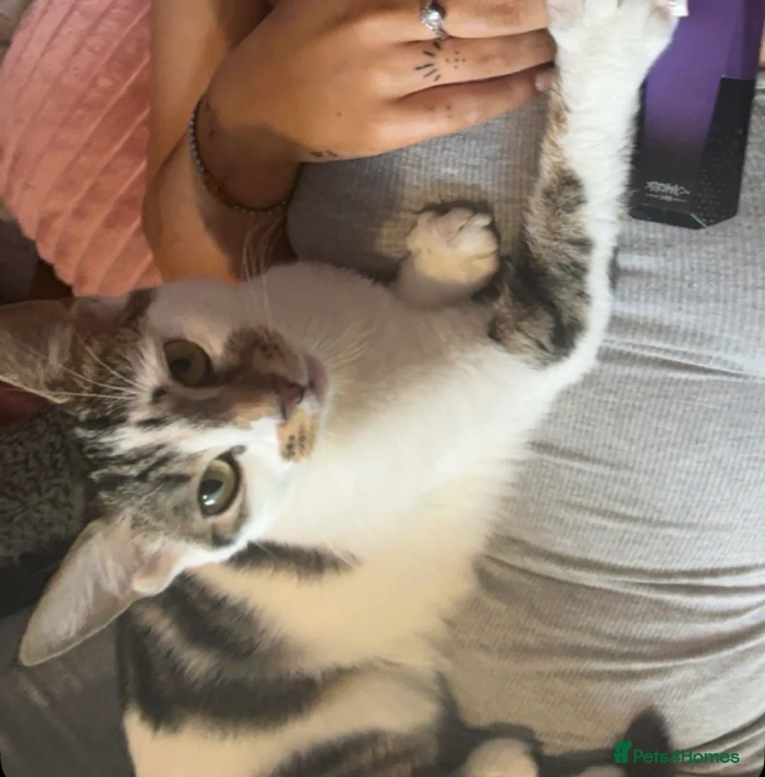 Domestic Shorthair cats for sale: 3 short haired kittens  - Advert 1