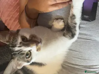 Domestic Shorthair cats 3 short haired kittens - Advert 1