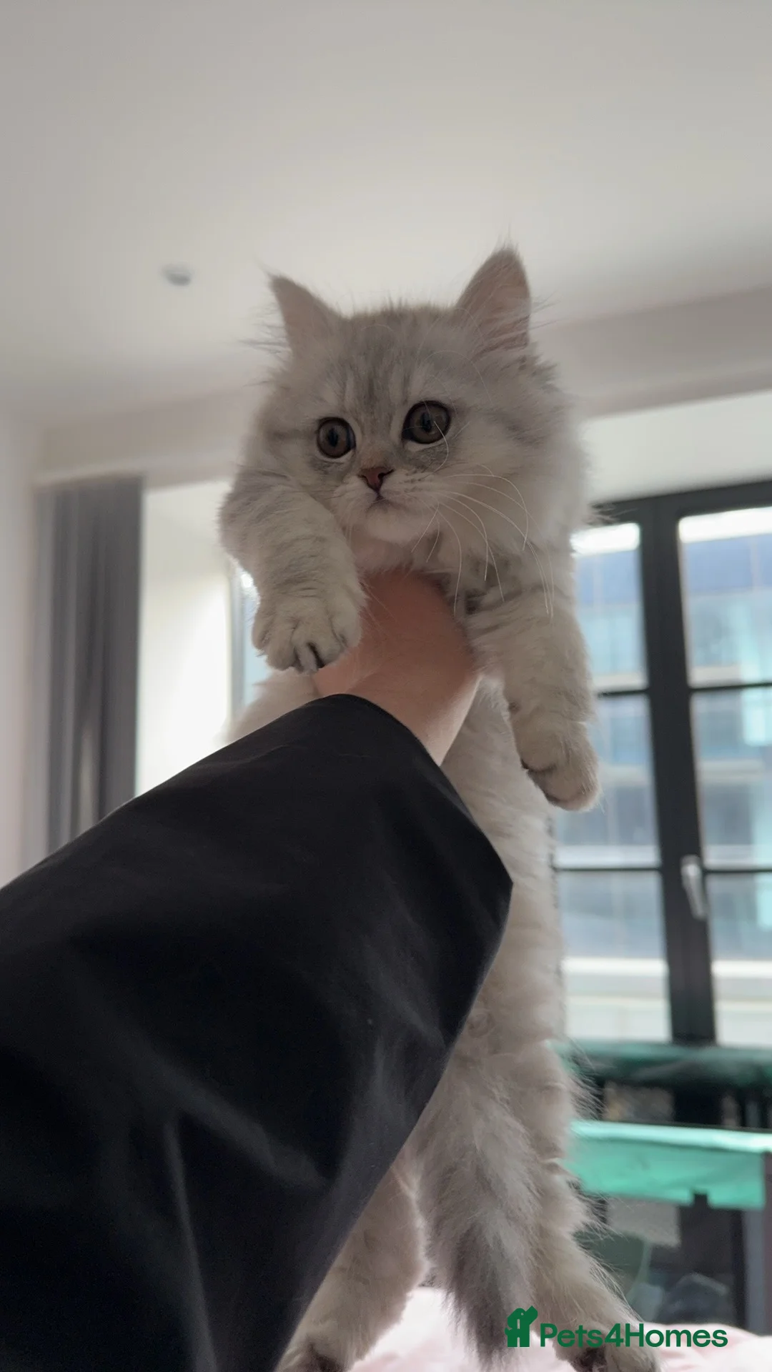 Persian cats for sale: little female chinchilla for sell in Manchester - Advert 5