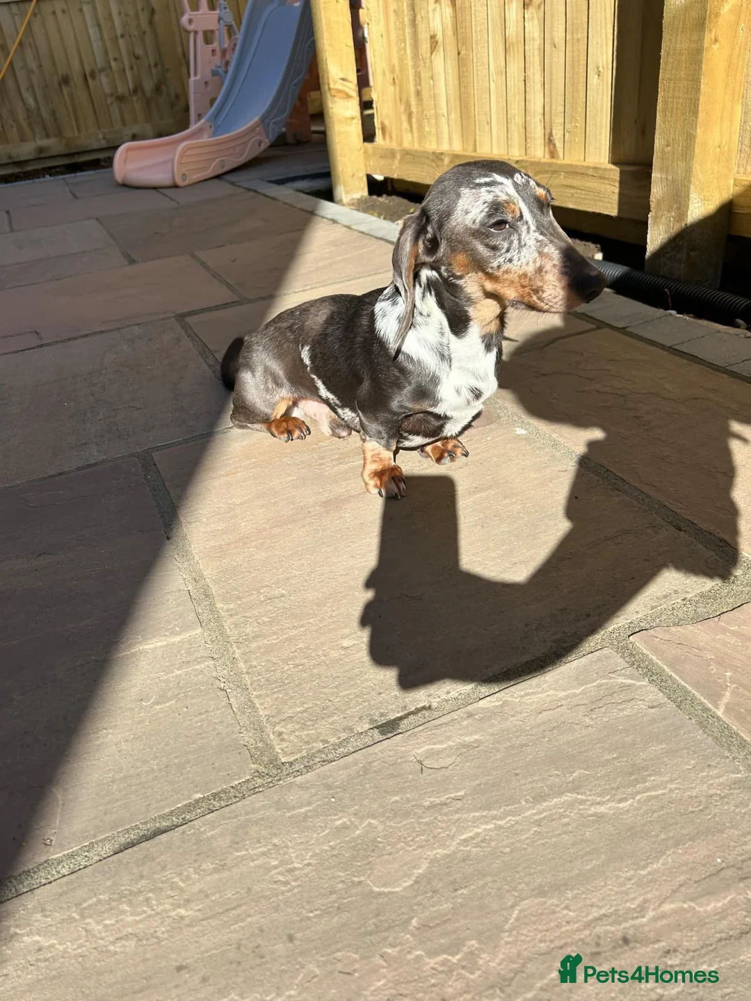 Dachshund dogs for stud: Miniature Daschund for Stud in York - Advert 5