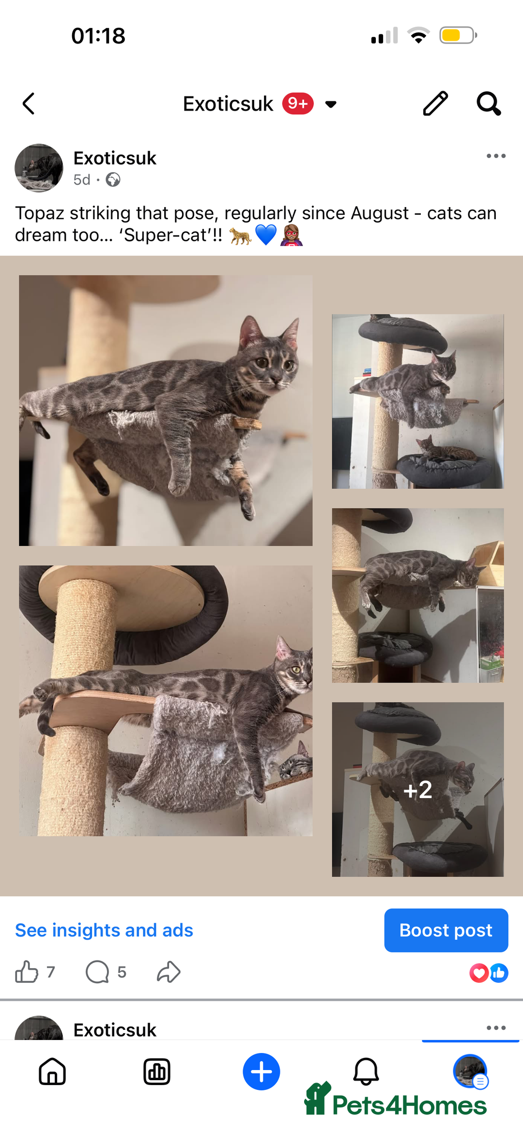 Bengal cats for sale: Well socialised kittens & retired breeding females - Advert 21