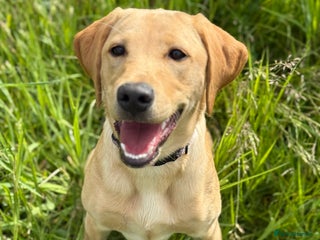 Labrador Retriever dogs - Advert 8