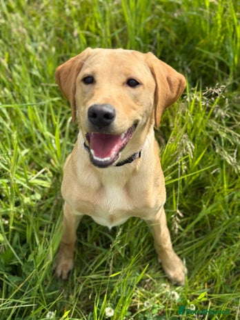 Labrador Retriever dogs - Advert 14