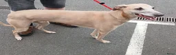 Lurcher dogs for adoption: Lovely boy Flash wants a new forever home - Advert 1