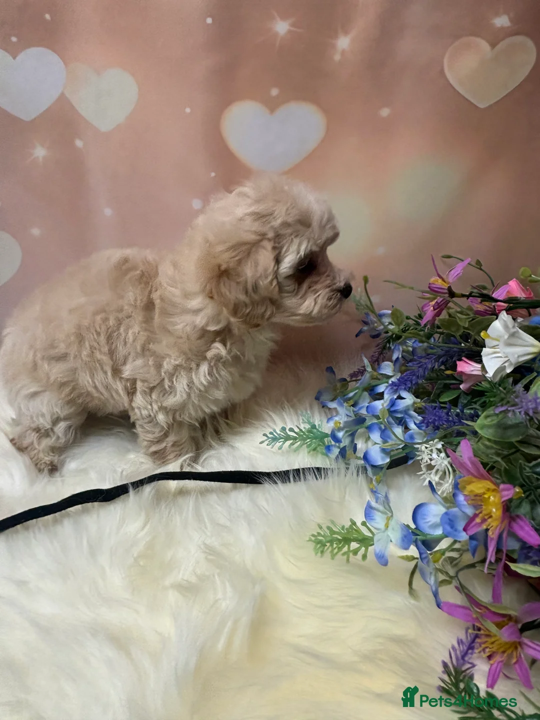 Maltipoo dogs for sale: Adorable Toy F1 DNA Tested Parents  - Advert 15