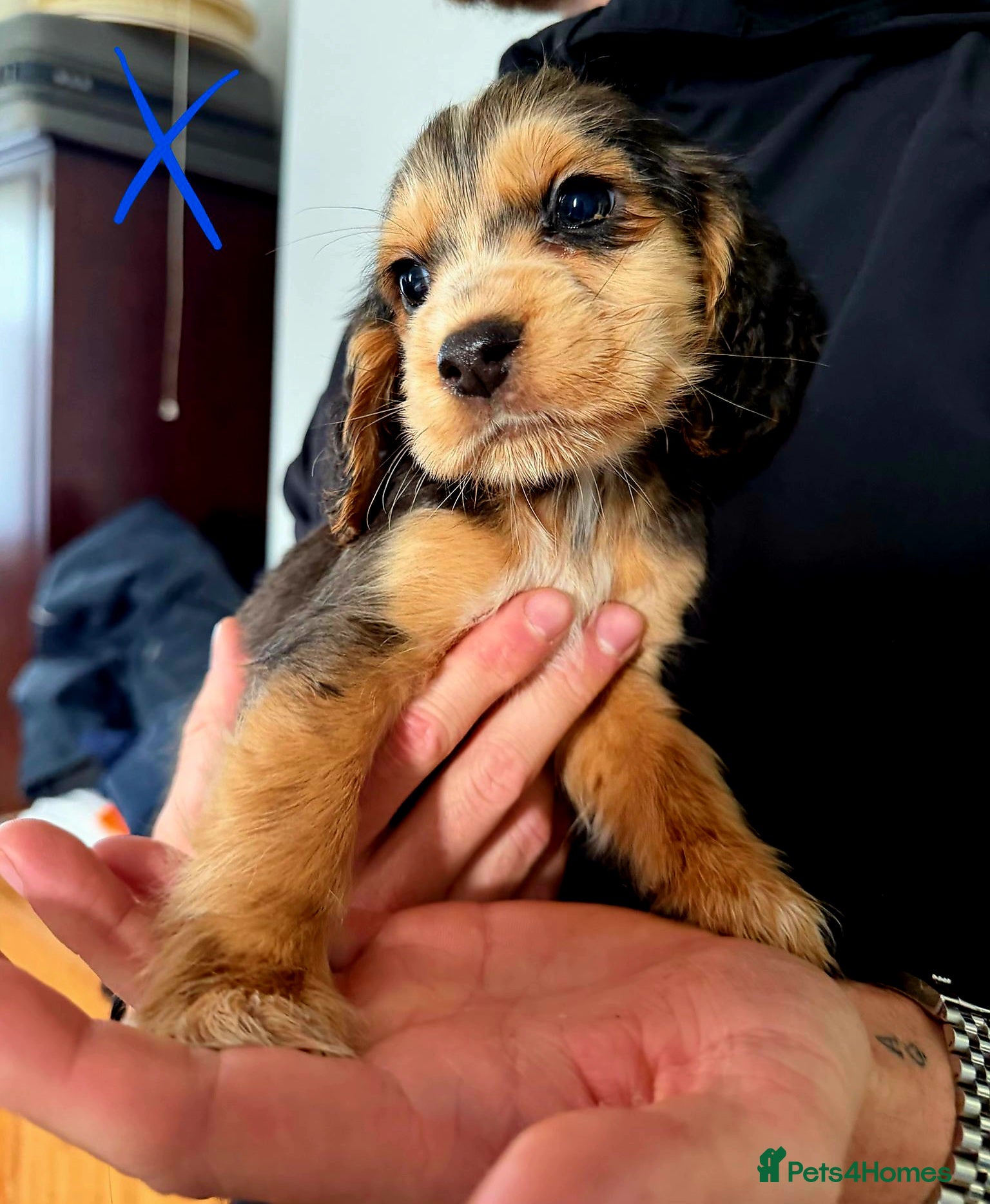 Cocker Spaniel dogs  Working Cockerspaniel puppies - Advert 4