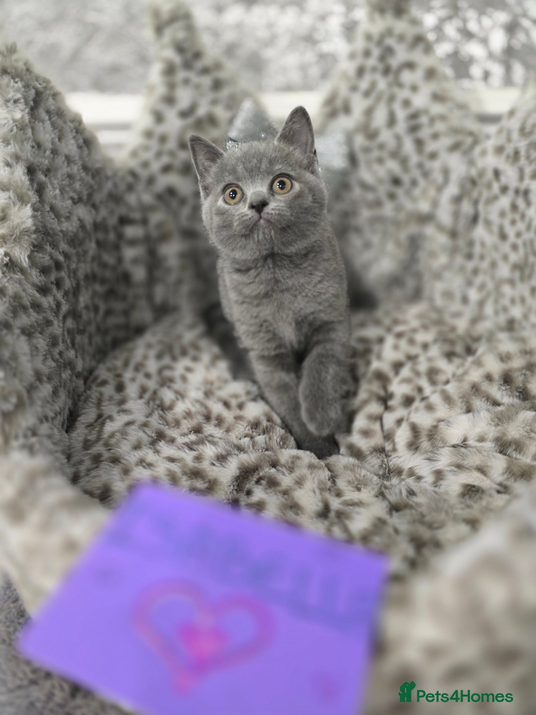 British Shorthair cats for sale: 🩷💜Beautiful British shorthair kittens 💜🩷 - Advert 6