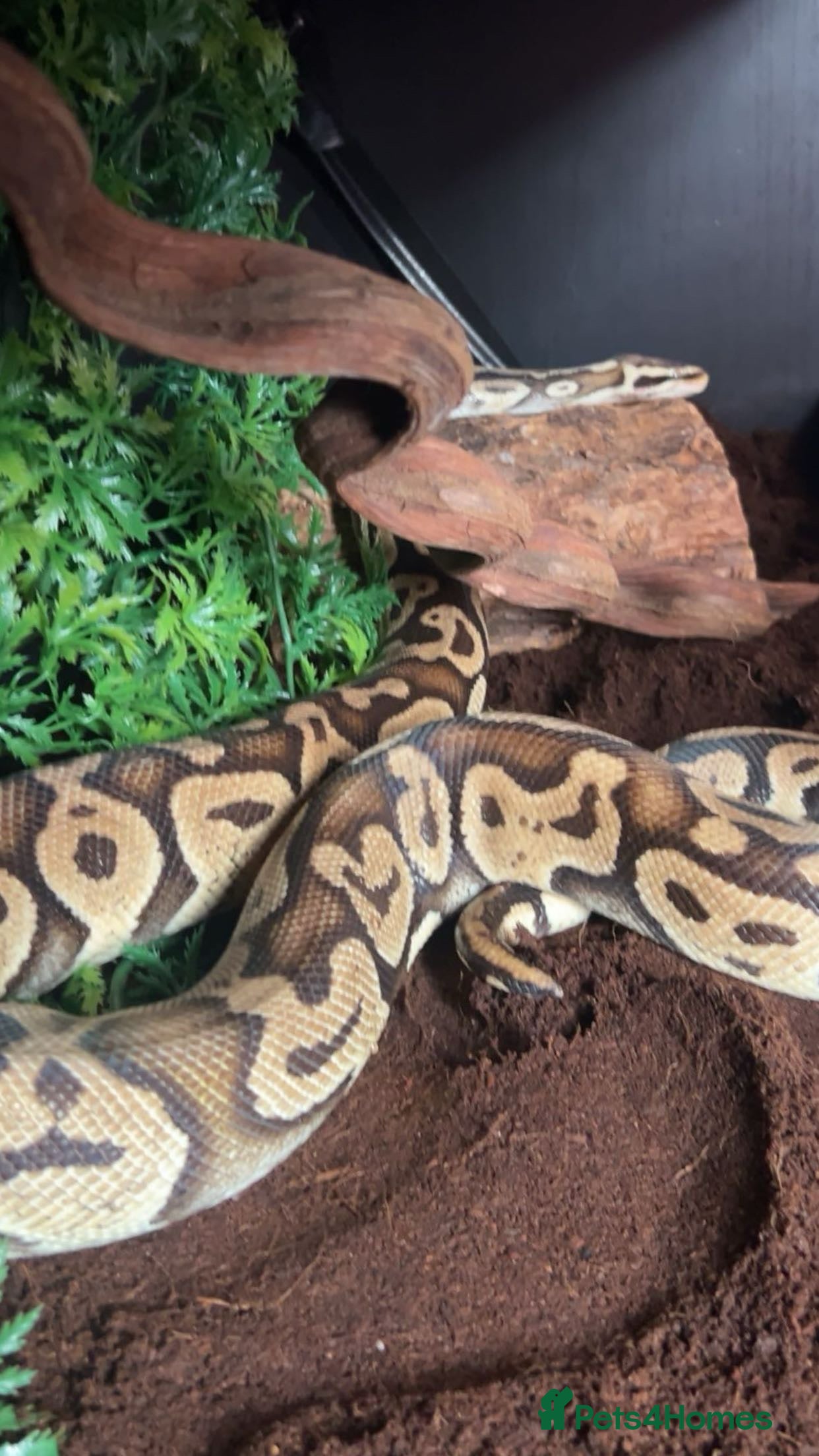 Python Snake reptiles Adult Ball Python - Advert 1
