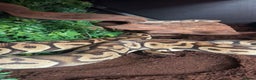 Python Snake reptiles for sale: Adult Ball Python - Advert 1