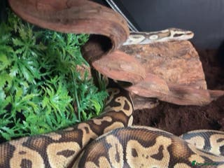 Python Snake reptiles Adult Ball Python - Advert 7