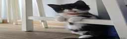 Mixed Breed cats for sale: 5 fluffy shy kittens looking for new home - Advert 24