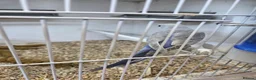 Budgerigars birds for sale: All sorts of budgies  in Crook - Advert 4