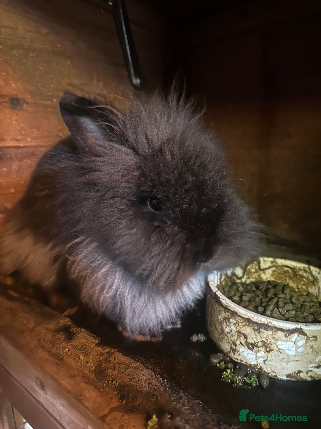Mini Lion Lop rabbits for sale: This is Toffee, fluffy lionhead rabbit - Advert 1