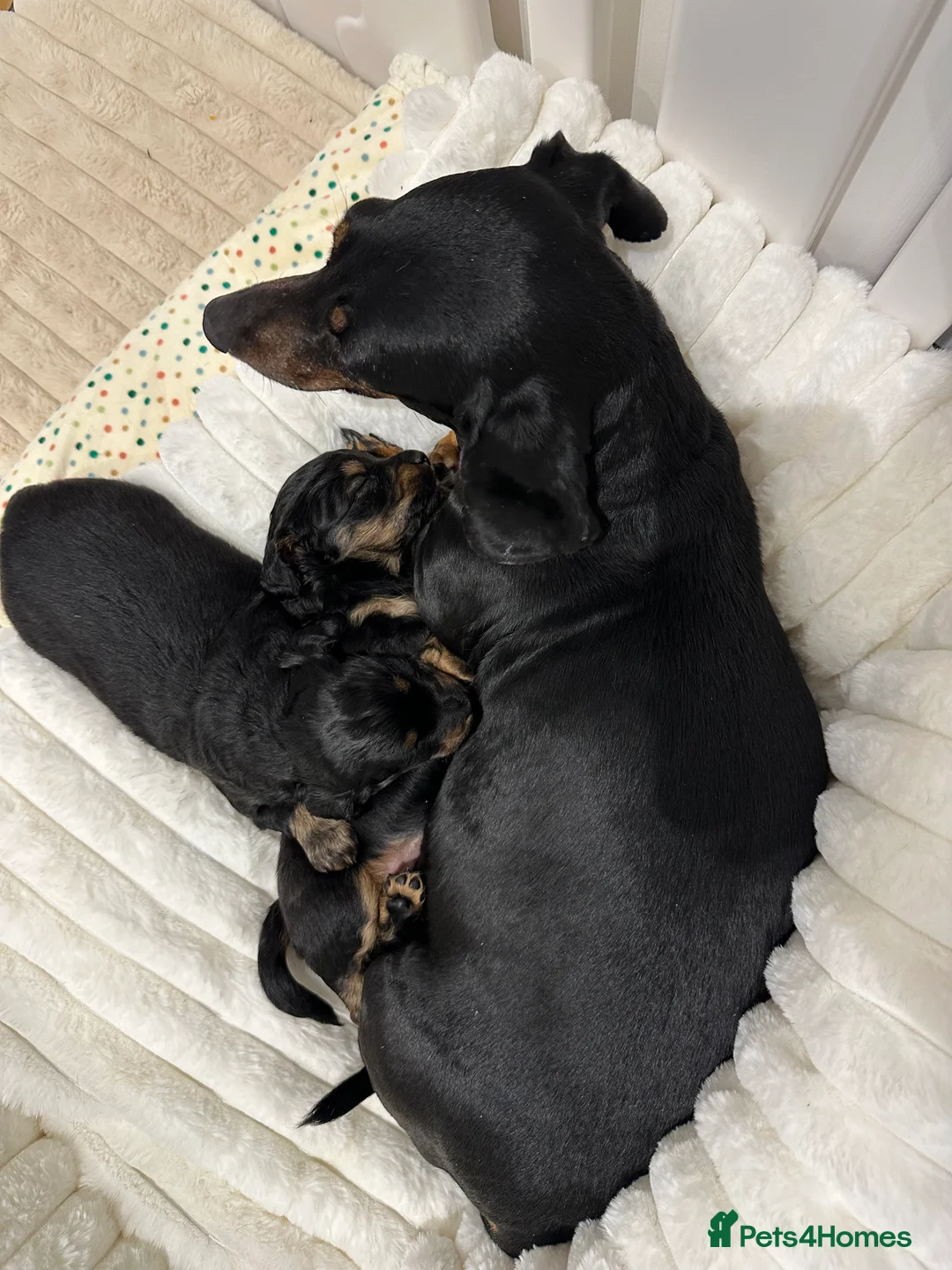 Mixed Breed dogs for sale: Beautiful doxiepoo - Advert 2