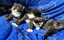 Mixed Breed cats for sale: Kittens for sale - Image 10