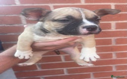 American Bully dogs for sale: ABKC pocket bullys - Image 3