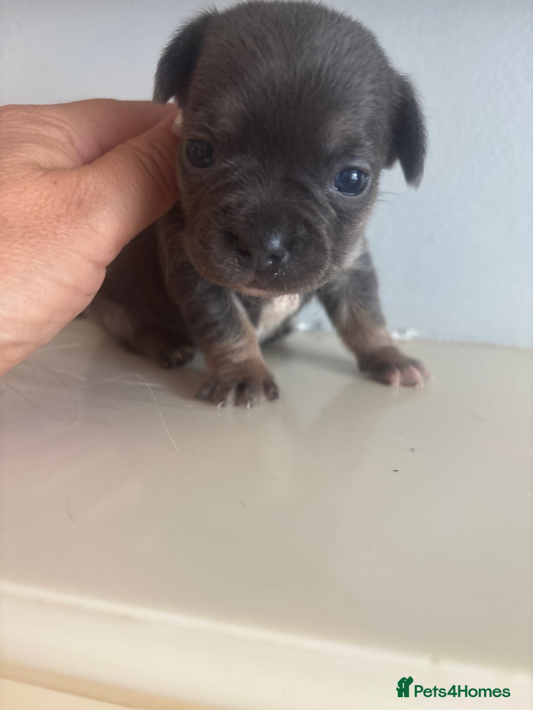 Mixed Breed dogs for sale: French billhuahua - Image 24