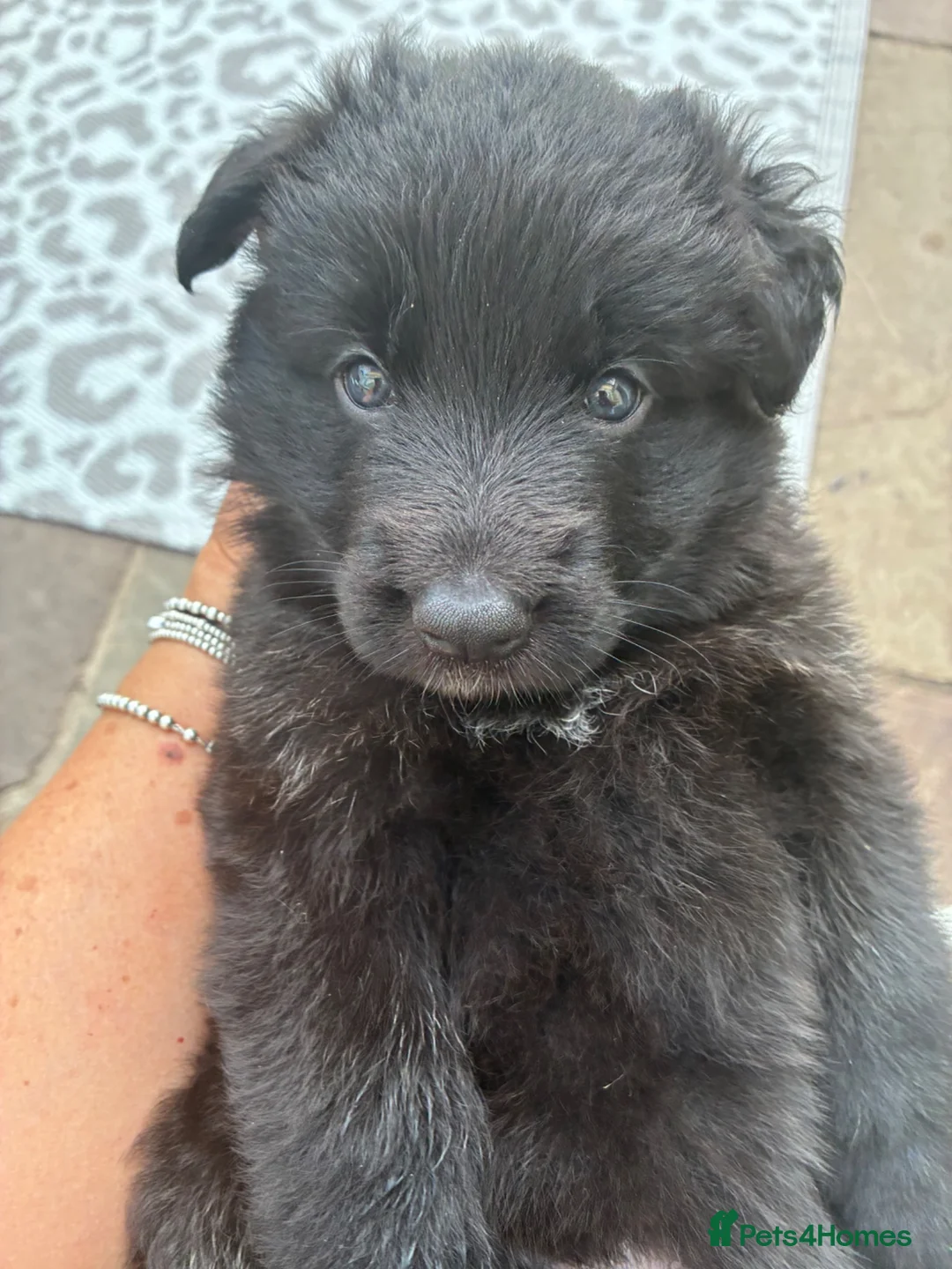 German Shepherd dogs for sale: German shepherd puppies - Advert 1