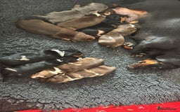 Miniature Dachshund dogs for sale: 🐾 Miniature Dachshund Puppies for Sale 🐾 - Image 2
