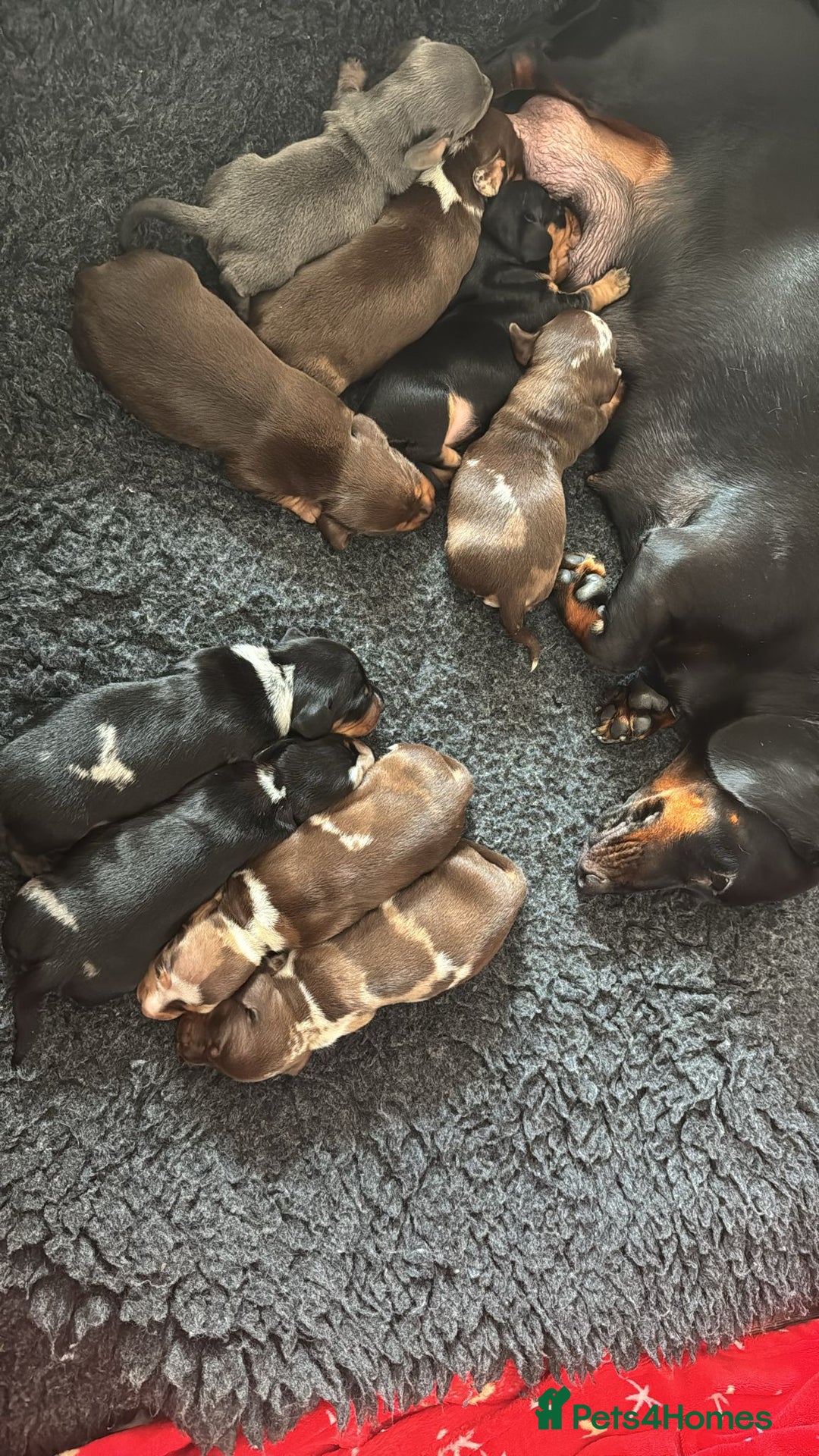 Miniature Dachshund dogs for sale: 🐾 Miniature Dachshund Puppies for Sale 🐾 - Image 2