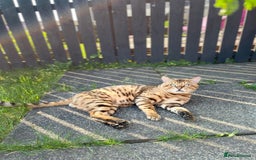 Bengal cats for stud: Gorgeous Bengal for stud in Glasgow - Image 6