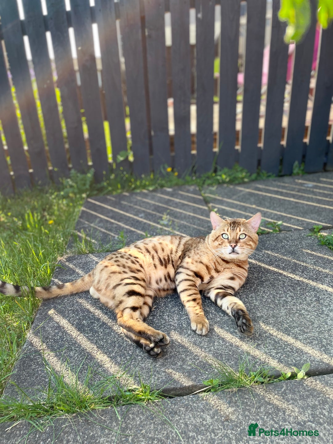 Bengal cats for stud: Gorgeous Bengal for stud in Glasgow - Image 6