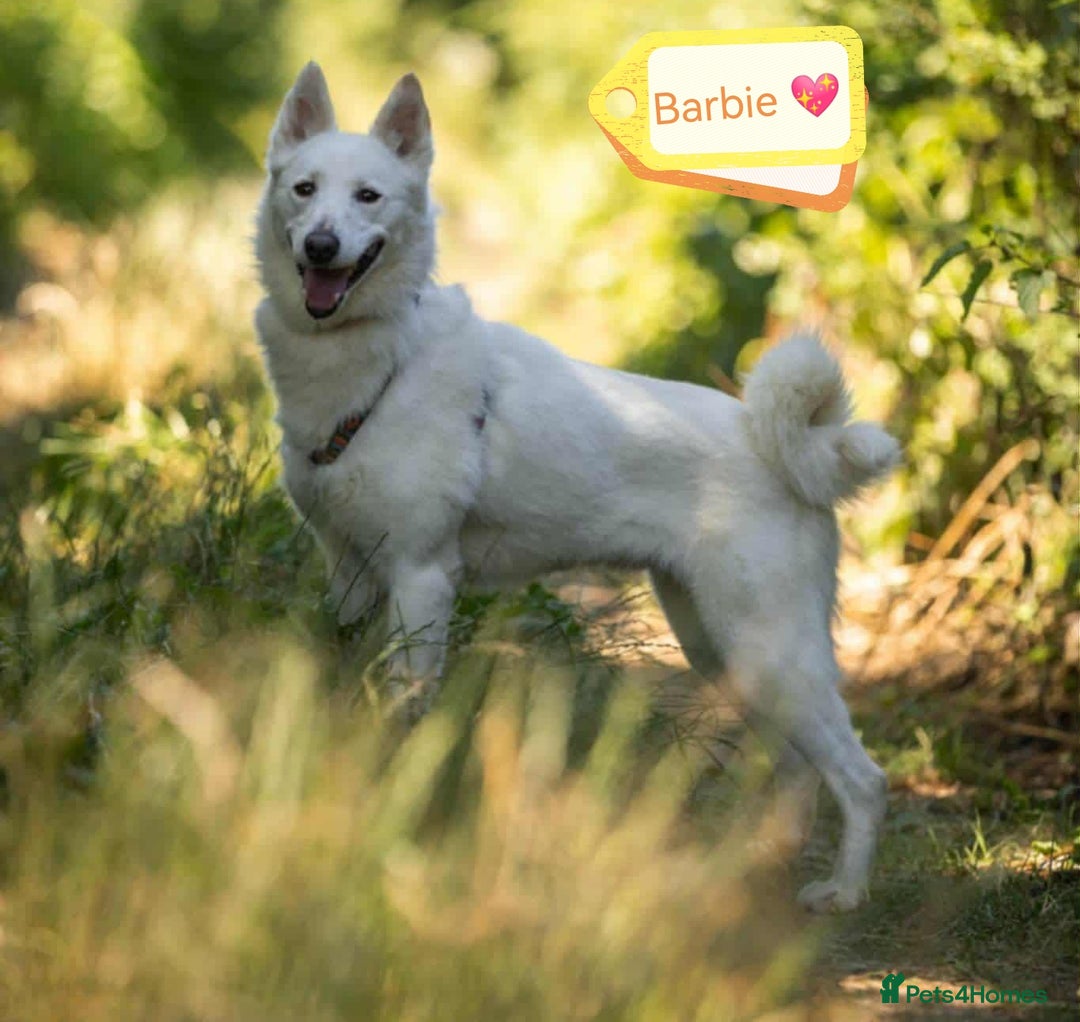 Mixed Breed dogs for adoption: 🐶💖 BARBIE 💖🐶 - Advert 2