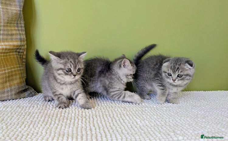 Scottish Fold cats - Advert 9