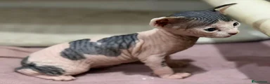 Sphynx 1
