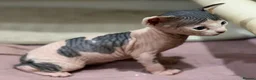 Sphynx cats for sale: Sphynx Kittens for Sale  in London - Advert 3
