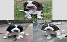 Cocker Spaniel dogs for sale: KC Registered Show Cocker Spaniel Puppies  - Image 6