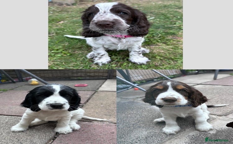 Cocker Spaniel dogs - Advert 1