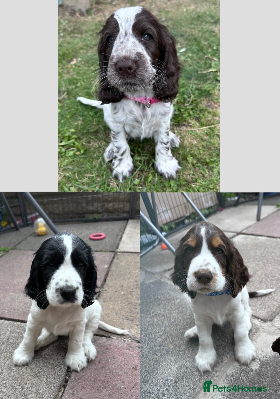 Cocker Spaniel dogs for sale: KC Registered Show Cocker Spaniel Puppies  - Image 6