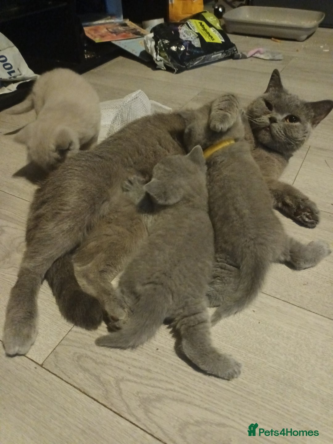 British Shorthair cats for sale: ONLY ONE FEMALE BRITISH SHORTHAIR LEFT - Advert 8