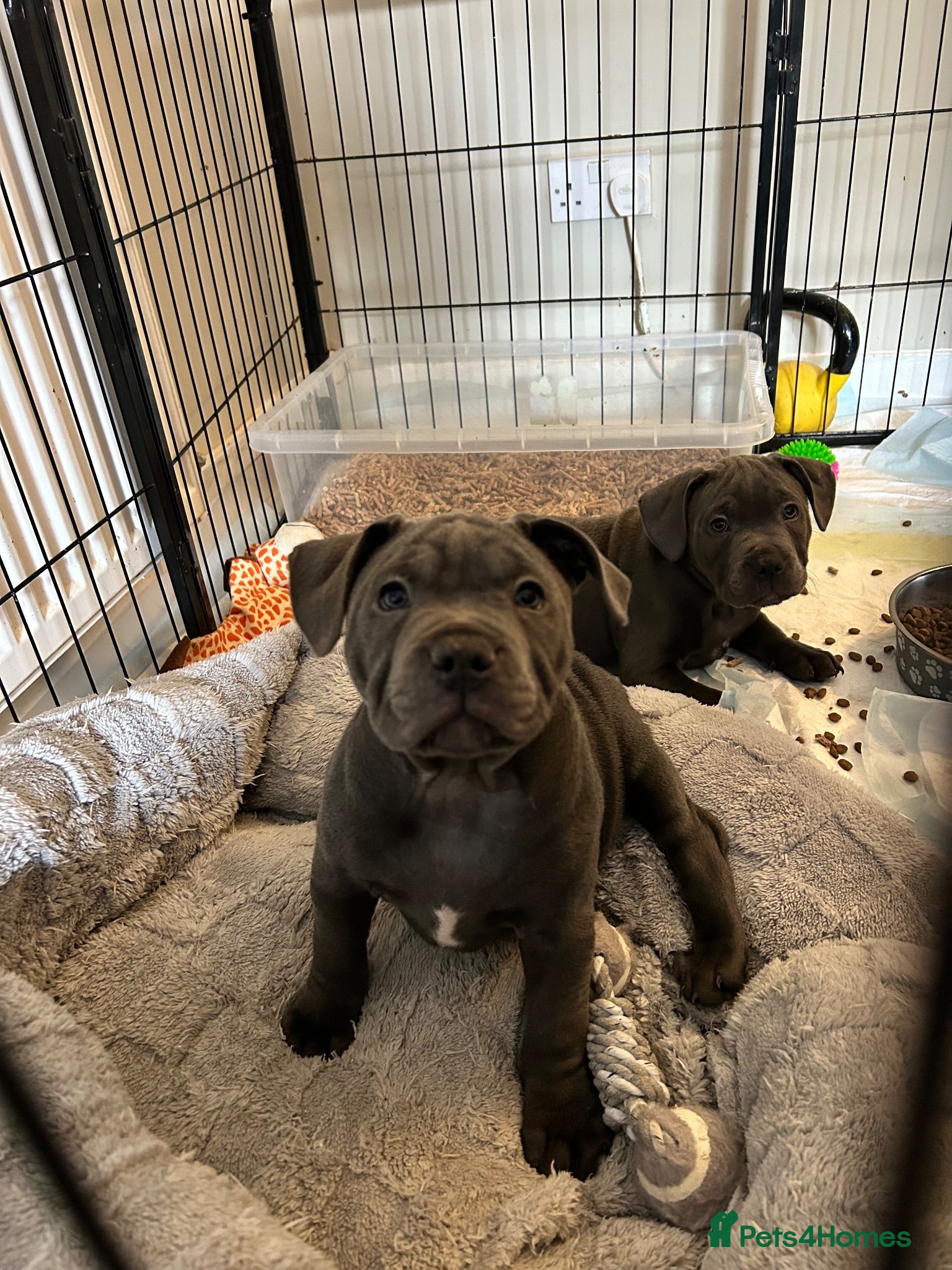 Staffordshire Bull Terrier dogs Blue Staffordshire Bull terrier puppies - Advert 6