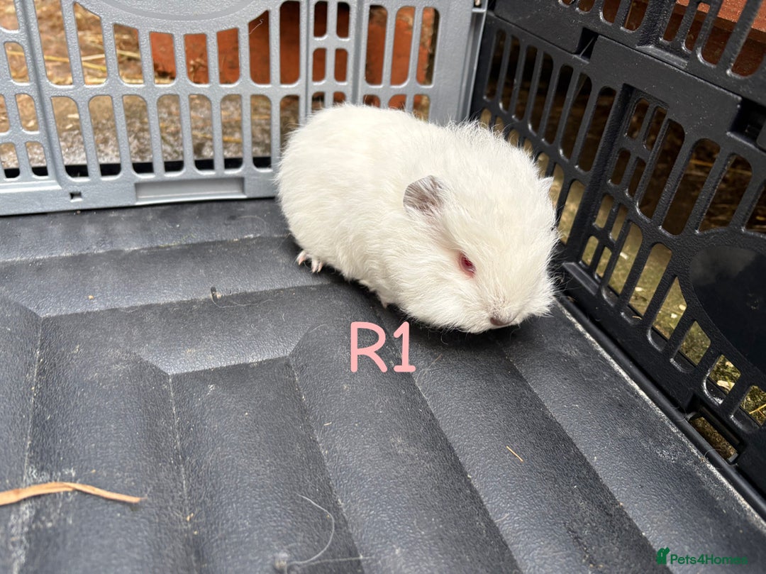 Guinea Pig rodents for sale: Baby Swiss guinea pigs for sale  - Advert 6