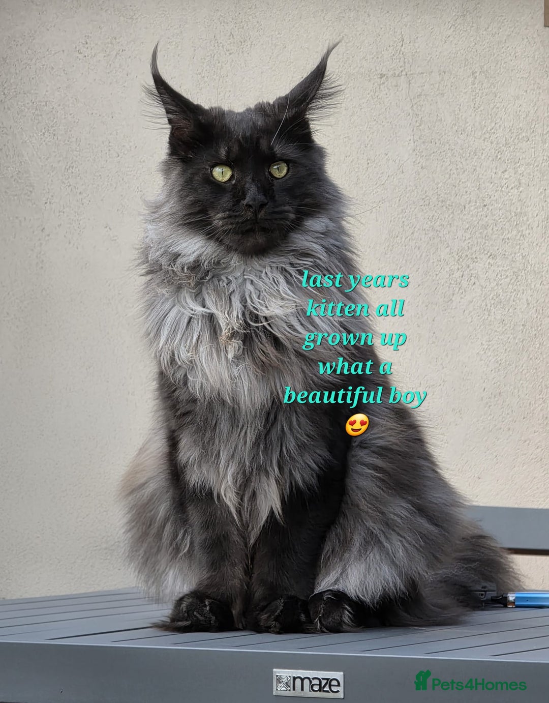 Maine Coon cats for sale: Beautiful Russian Bloodline babies  - Advert 8