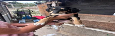 Puppy 5