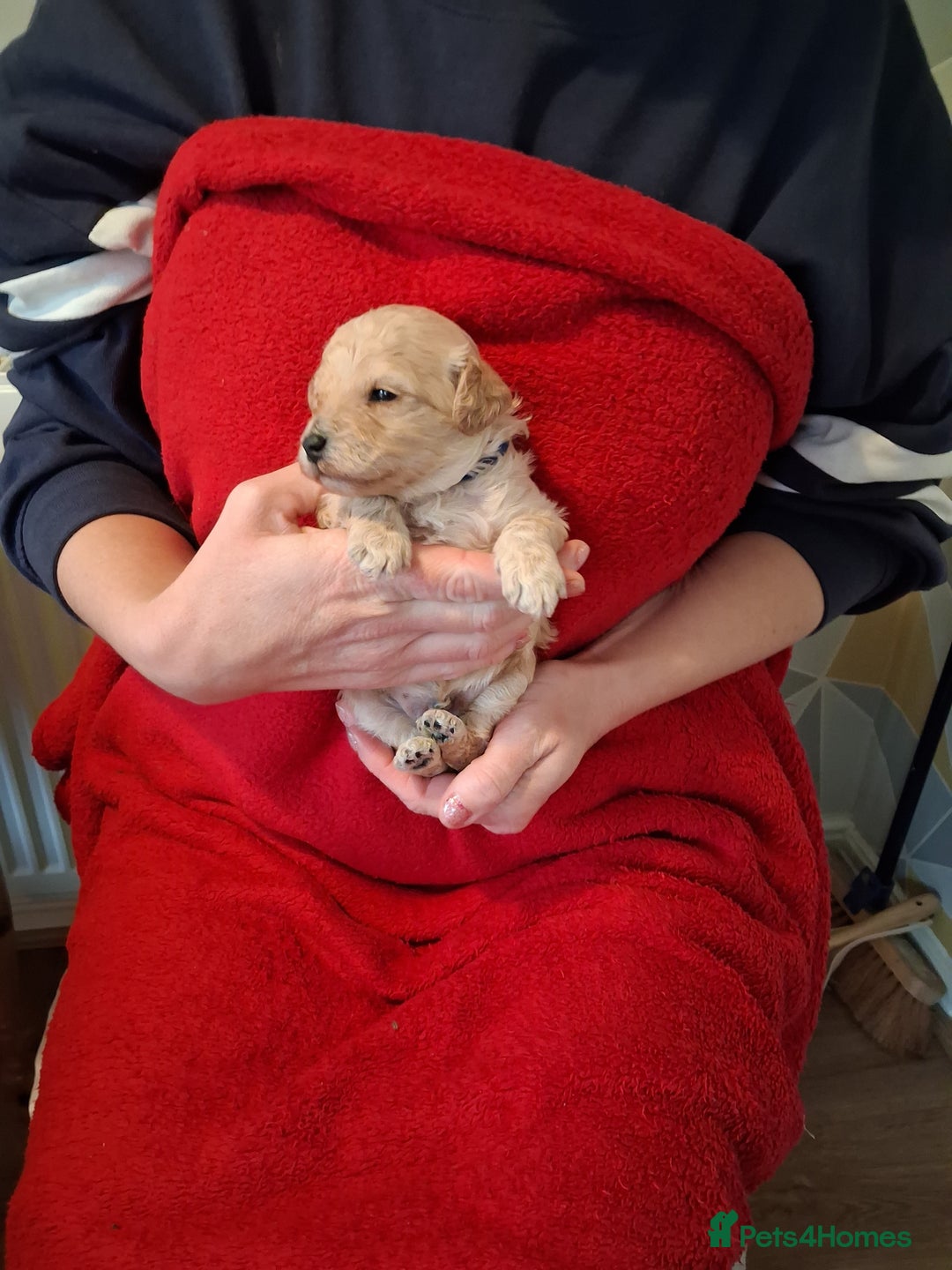 Cockapoo dogs for sale: 5 Cockapoo puppies 3 girls 2 boys  - Image 14