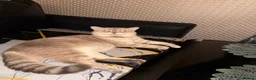 Scottish Fold cats for sale: Scottish fold kittens in Leicester - Advert 3