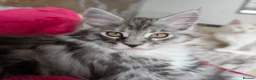 Maine Coon cats for sale: Male Maine Coon Kitten. Both parents can be seen  - Advert 27