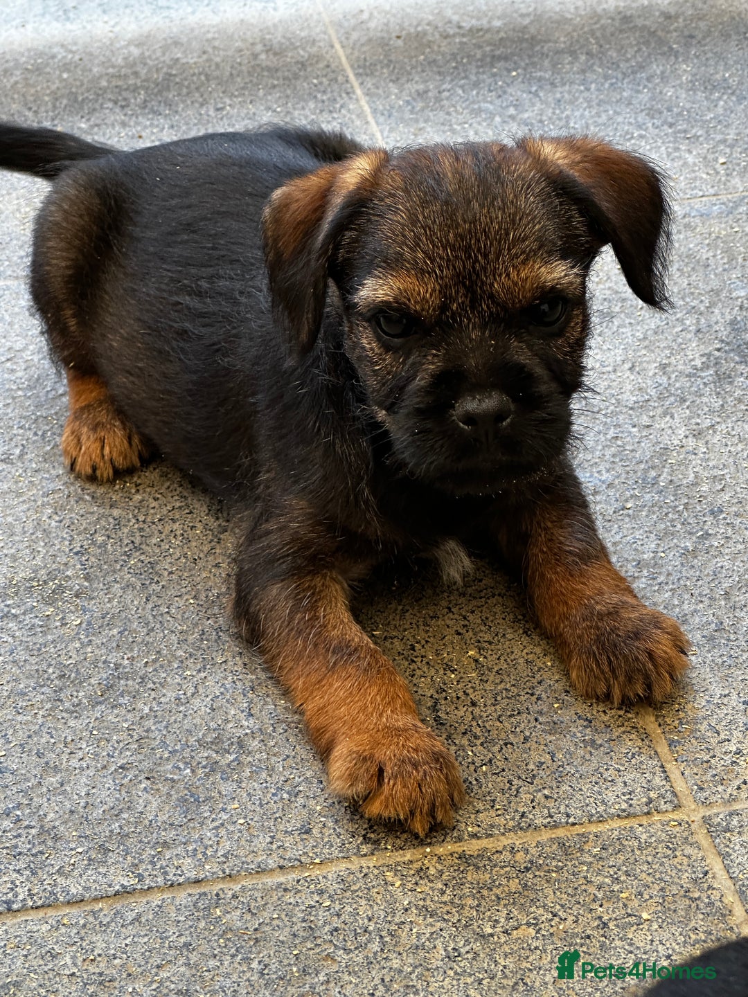 Border Terrier dogs for sale: KC Border Terrier  - Image 14
