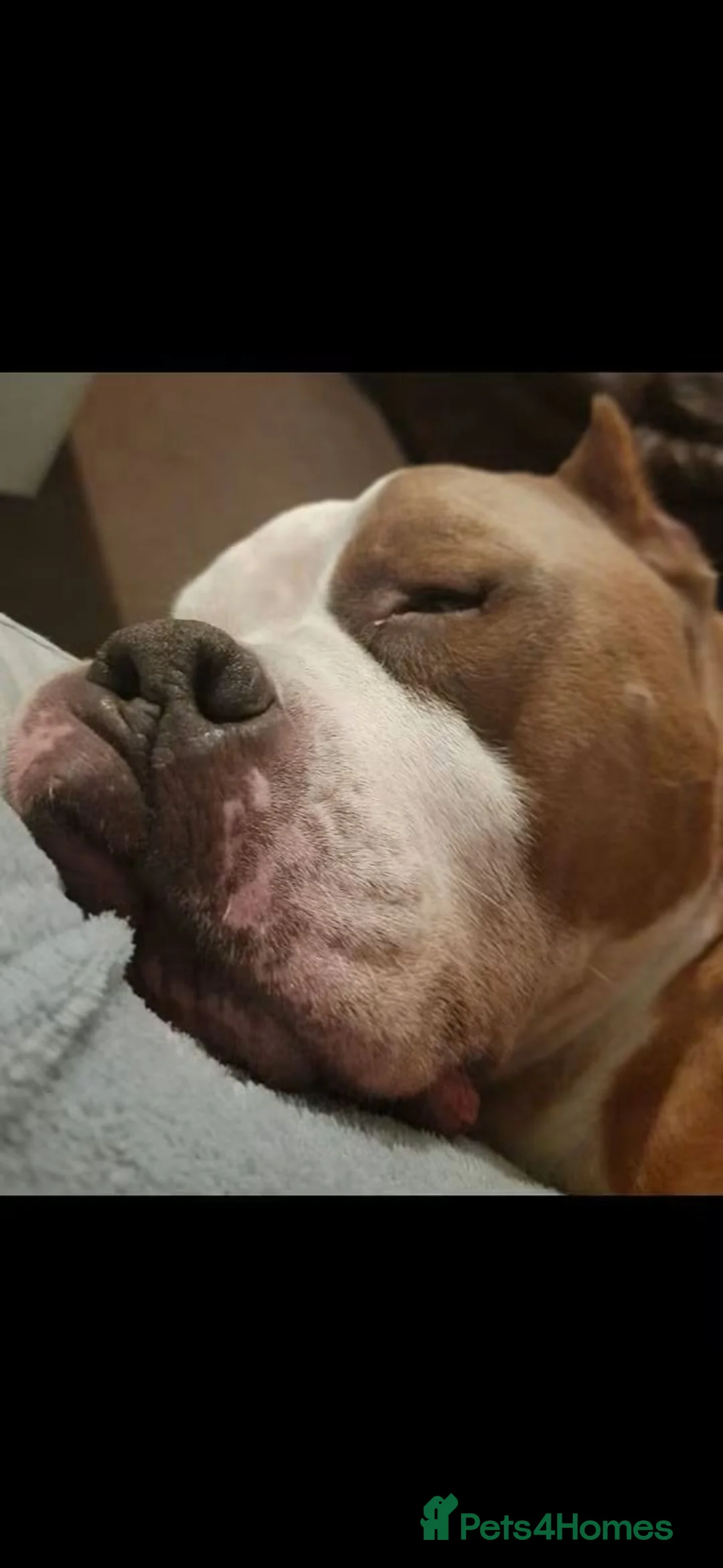 Mixed Breed dogs for adoption: Meet Frank, currently residing in Leicestershire in Melton Mowbray - Advert 5