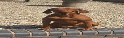 Hungarian Vizsla dogs for sale: CH SHOW & FIELD TRIAL Sired Puppy Waiting List  - Advert 2