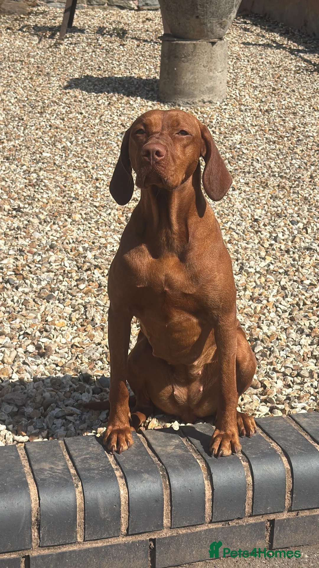 Hungarian Vizsla dogs for sale: CH SHOW & FIELD TRIAL Sired Puppy Waiting List  - Advert 2