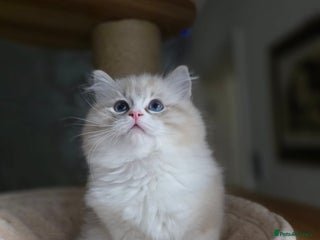 Ragdoll cats 🩷Amazing European Grand Champion lines🏆🥇 TICA💙 - Advert 2