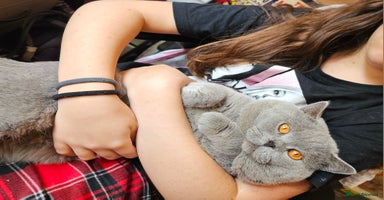 British Shorthair cats in London - Advert 15